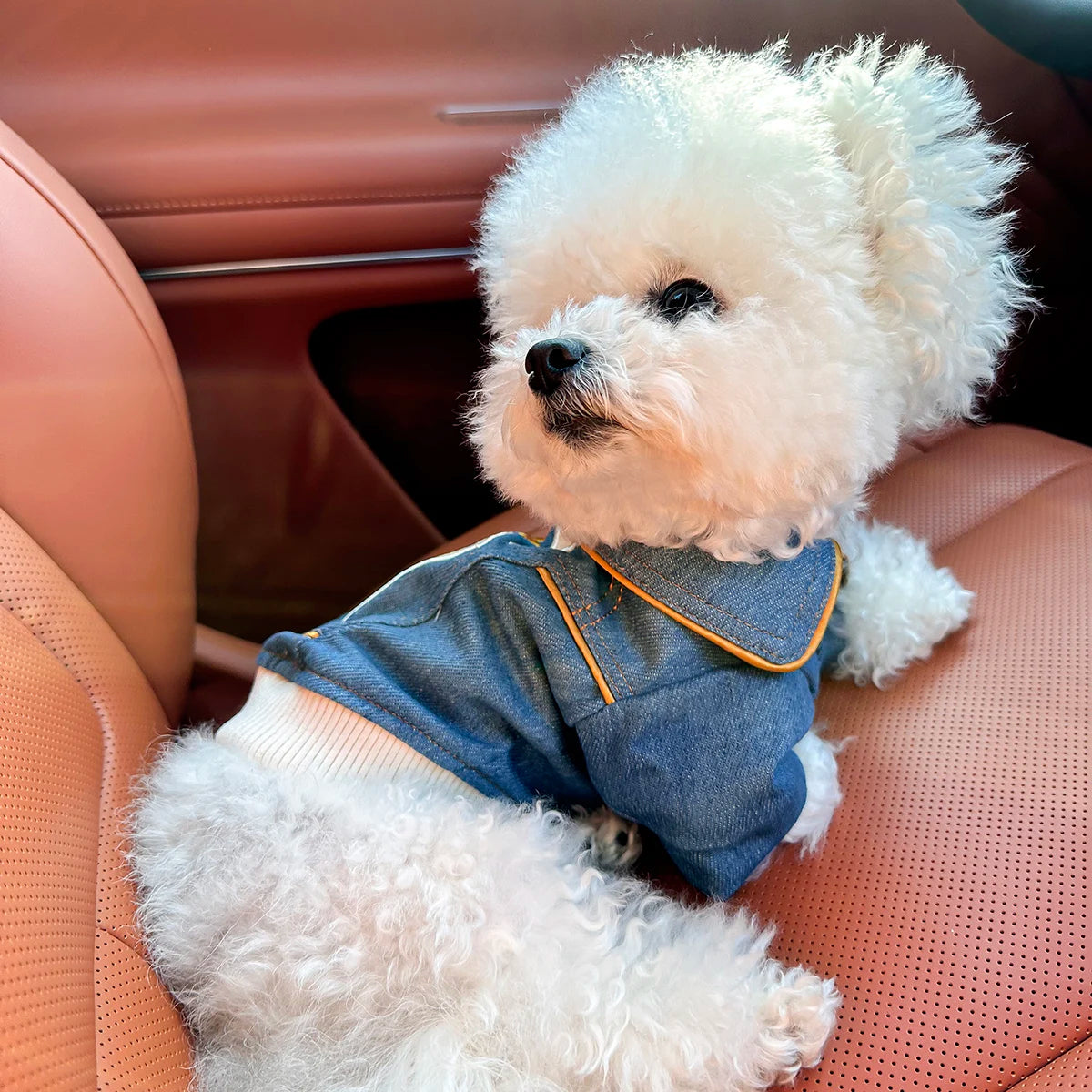 RockStar Denim Pet Jacket